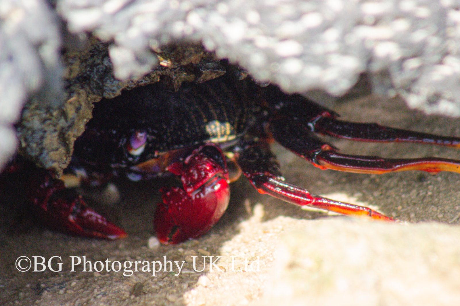 Rock Pool Crab
