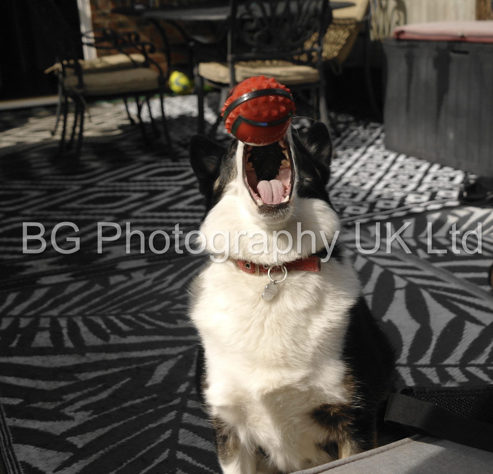 Dog Playing